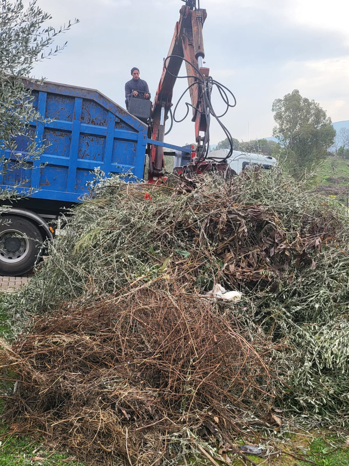 Potatura alberi, siepi e palme a Roma — manutenzione aree verdi Roma